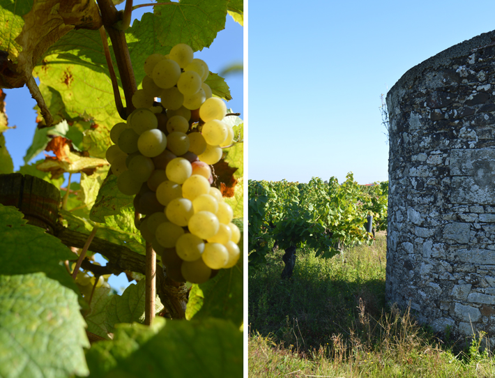 3-vignes-clos-montys-jeremie-huchet