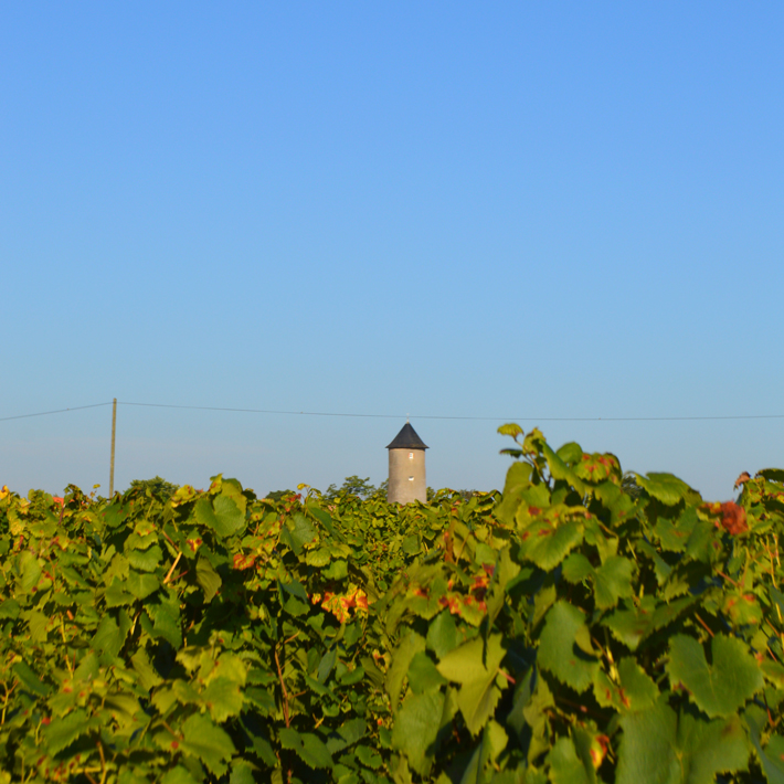 3-vignes-templerie-jeremie-huchet